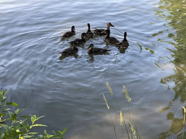 Jovens Patos Selvagens Flutuando Lago Branco Perto Wlodawa — Fotografia de Stock