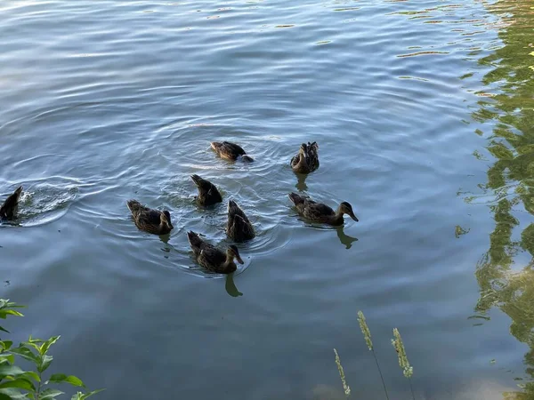 Jovens Patos Selvagens Flutuando Lago Branco Perto Wlodawa — Fotografia de Stock