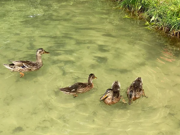 Jovens Patos Selvagens Flutuando Lago Branco Perto Wlodawa — Fotografia de Stock