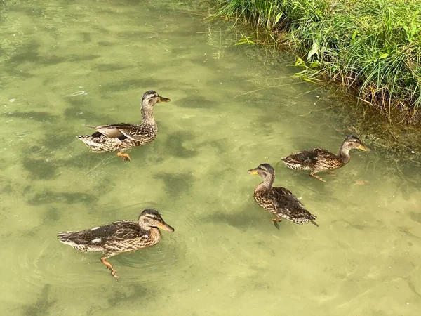 Jovens Patos Selvagens Flutuando Lago Branco Perto Wlodawa — Fotografia de Stock