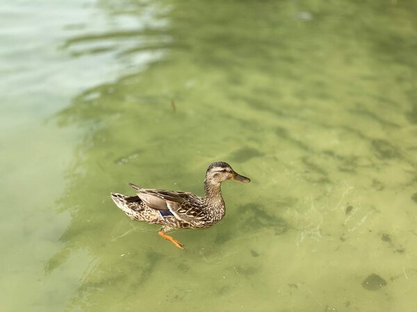 wild young ducks floating on in Lake White near Wlodawa