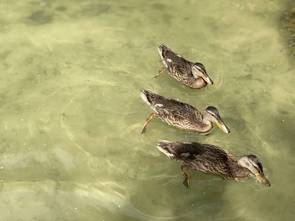 在Wlodawa附近的怀特湖中漂浮的野鸭 — 图库照片