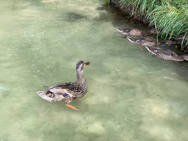 Jovens Patos Selvagens Flutuando Lago Branco Perto Wlodawa — Fotografia de Stock