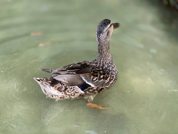 Canard Sauvage Nageant Dans Lac Blanc Près Wlodawa — Photo