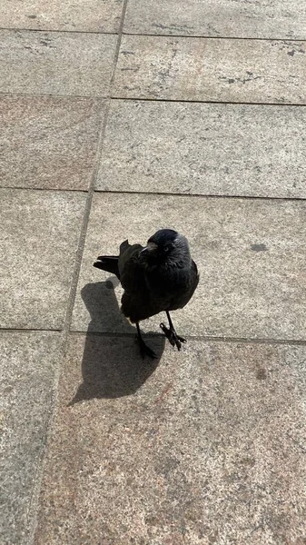 鸟儿在人行道上摆出黑色的姿势拍照 — 图库照片