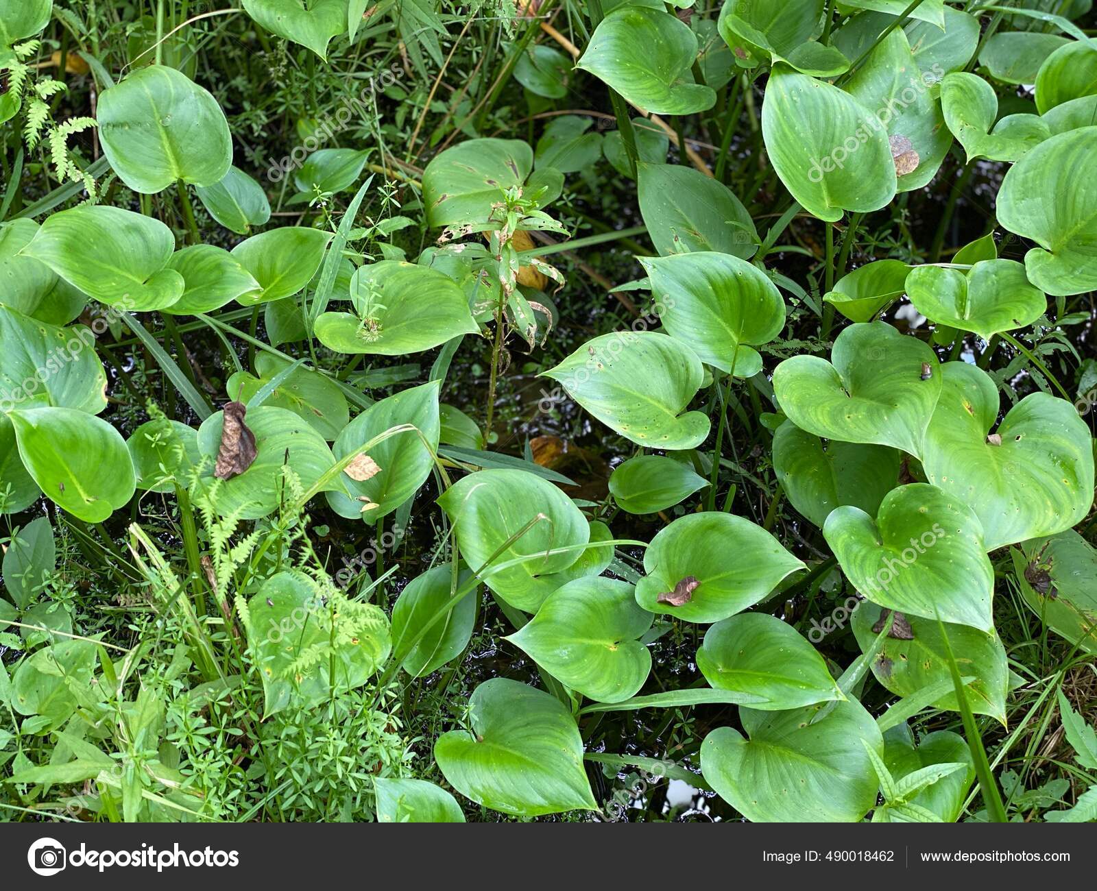 Cor Verde Plantas Calla Palustris Crescendo Selvagem Floresta Pântano Perto  fotos, imagens de © Widok7 #490018462