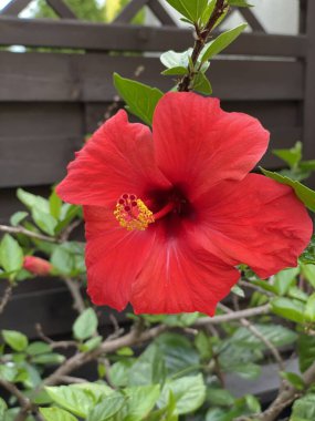 Bir terasta yetişir Hibiscus Latin Hibiscus Sabdariffa Mallow familyasından koyu kırmızı bir renktir.