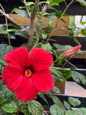 Bir terasta yetişir Hibiscus Latin Hibiscus Sabdariffa Mallow familyasından koyu kırmızı bir renktir.