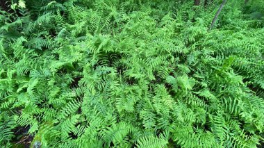 yeşil renk Dennstaedtia punctilobula bitkileri Wlodawa yakınlarındaki bataklıkta vahşi bir şekilde yetişiyor.
