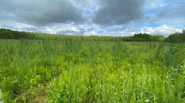 yeşil renk Dennstaedtia punctilobula bitkileri Wlodawa yakınlarındaki bataklıkta vahşi bir şekilde yetişiyor.