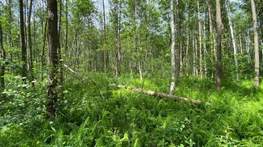 yeşil renk Dennstaedtia punctilobula bitkileri Wlodawa yakınlarındaki bataklıkta vahşi bir şekilde yetişiyor.
