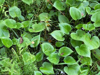 green color Calla palustris plants growing wild in the forest in the marsh near Wlodawa clipart