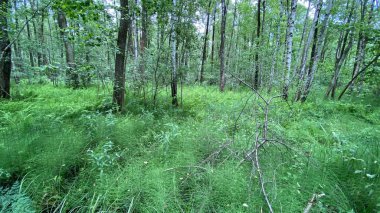 Equisetum fluviatile 'in yeşil bitkileri Wlodawa yakınlarındaki bataklıklarda vahşi bir şekilde yetişiyor.