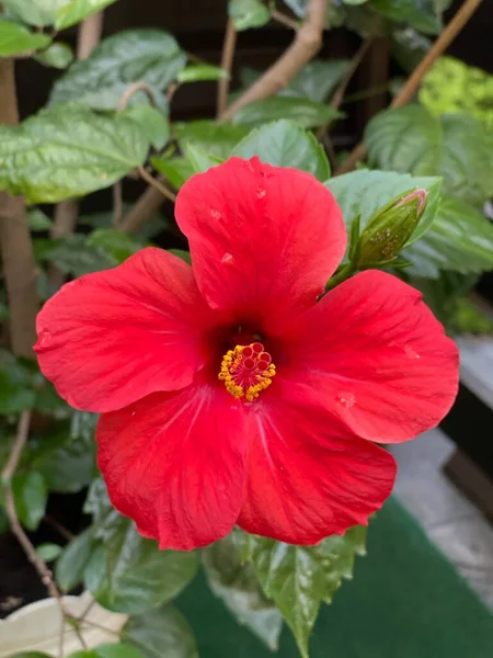 Bir terasta yetişir Hibiscus Latin Hibiscus Sabdariffa Mallow familyasından koyu kırmızı bir renktir.