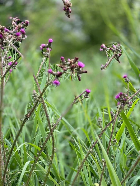 Fiori Viola Cirsium Palustre Fiori Selvatici Nella Foresta Nella Palude — Foto Stock