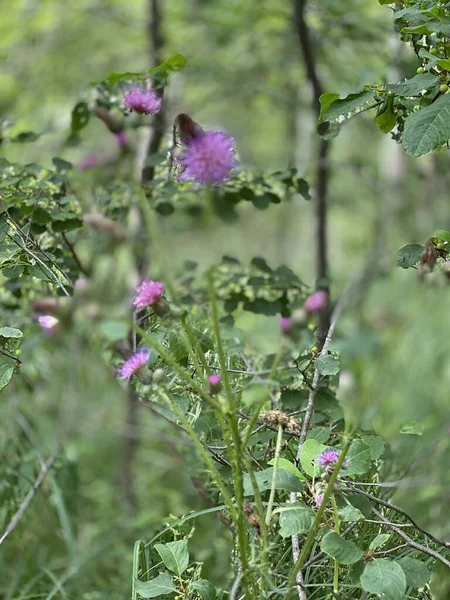 Kwiaty Fioletowym Cirsium Palustre Kwiaty Rosnące Dziko Lesie Bagnach Koło — Zdjęcie stockowe