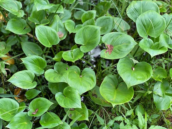 Colore Verde Calla Palustris Piante Che Crescono Selvatiche Nella Foresta — Foto Stock