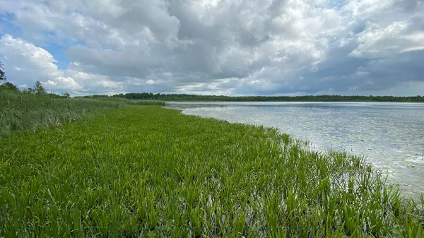 Zöld Növények Phragmites Australis Vadon Élő Erdőben Mocsarak Közelében Wlodawa — Stock Fotó