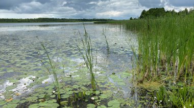 Wlodawa yakınlarındaki bir bataklıkta yetişen yeşil bitkiler.