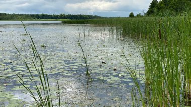 Wlodawa yakınlarındaki bir bataklıkta yetişen yeşil bitkiler.