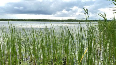 Yeşil bitkiler Phragmites australis Wlodawa yakınlarındaki bataklıklarda vahşi bir şekilde yetişiyor.