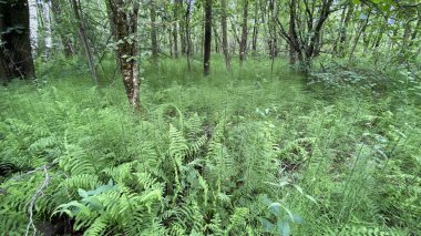 yeşil renk Dennstaedtia punctilobula bitkileri Wlodawa yakınlarındaki bataklıkta vahşi bir şekilde yetişiyor.