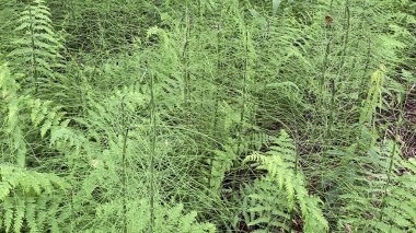 yeşil renk Dennstaedtia punctilobula bitkileri Wlodawa yakınlarındaki bataklıkta vahşi bir şekilde yetişiyor.