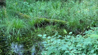 Equisetum fluviatile 'in yeşil bitkileri Wlodawa yakınlarındaki bataklıklarda vahşi bir şekilde yetişiyor.