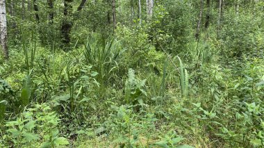 yeşil renk Dennstaedtia punctilobula bitkileri Wlodawa yakınlarındaki bataklıkta vahşi bir şekilde yetişiyor.
