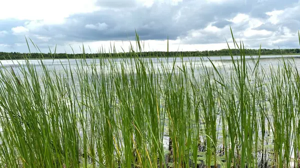 Zöld Növények Phragmites Australis Vadon Élő Erdőben Mocsarak Közelében Wlodawa — Stock Fotó