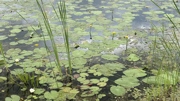 Зеленые Растения Nymphaea Candida Растет Дикие Озере Болоте Недалеко Wlodawa — стоковое фото