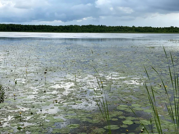 Zöld Növények Nymphaea Candida Wlodawa Melletti Mocsárban Vadon Termő Tóban — Stock Fotó