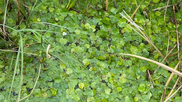 Plantas Verdes Spirodela Polyrhiza Crescendo Selvagem Lago Pântano Perto Wlodawa — Fotografia de Stock