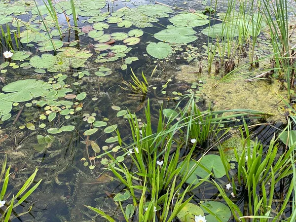 Zöld Növények Nymphaea Candida Wlodawa Melletti Mocsárban Vadon Termő Tóban — Stock Fotó