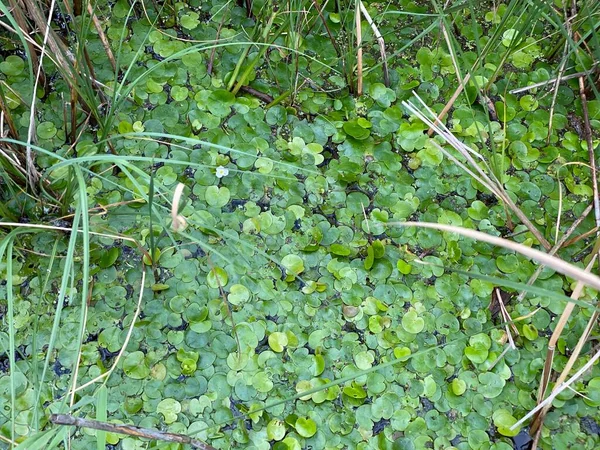 Plantas Verdes Spirodela Polyrhiza Creciendo Silvestres Lago Pantano Cerca Wlodawa —  Fotos de Stock