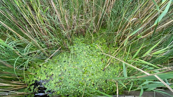 Plantas Verdes Spirodela Polyrhiza Crescendo Selvagem Lago Pântano Perto Wlodawa — Fotografia de Stock