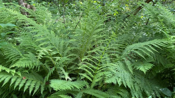 yeşil renk Dennstaedtia punctilobula bitkileri Wlodawa yakınlarındaki bataklıkta vahşi bir şekilde yetişiyor.