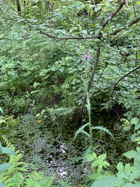 Grüne Pflanzen Von Equisetum Fluviatile Wachsen Wild Wald Den Sümpfen — Stockfoto