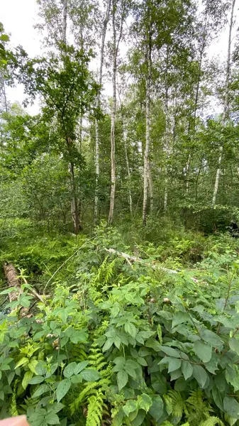 Couleur Verte Dennstaedtia Punctilobula Plantes Poussant Sauvage Dans Forêt Dans — Photo