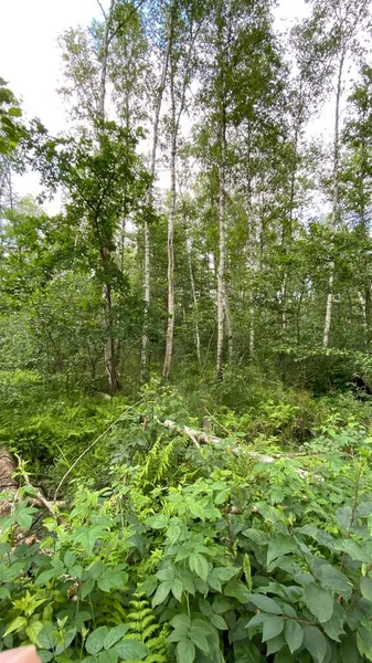 Couleur Verte Dennstaedtia Punctilobula Plantes Poussant Sauvage Dans Forêt Dans — Photo