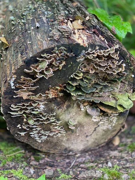 Rostou Kmenech Trametes Versicolor Stromy Rostoucí Volně Lese Bažinách Wlodawy — Stock fotografie