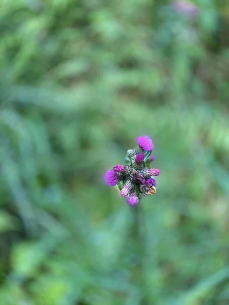 Blumen Violettem Cirsium Palustre Blumen Wachsen Wild Wald Den Sümpfen — Stockfoto