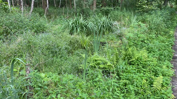 Grüne Farbe Dennstaedtia Punctilobula Pflanzen Wachsen Wild Wald Den Sümpfen — Stockfoto