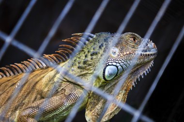 İguana arzu özgürlük