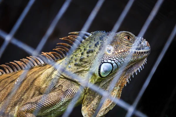İguana arzu özgürlük