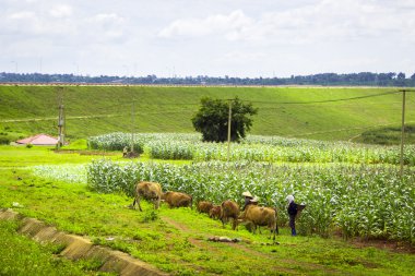 Mısır tarlası arkasında inekler