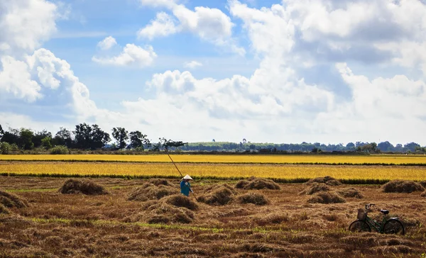 Raccolta degli agricoltori — Foto Stock