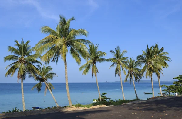 Palmiye ağaçları tropikal Beach — Stok fotoğraf