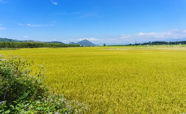 Campo giallo nel cielo blu — Foto Stock