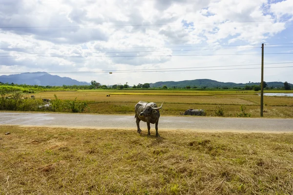 Búfalo en el campo —  Fotos de Stock